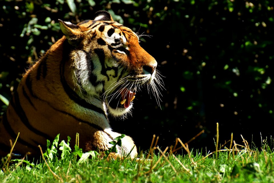 Beautiful dangerous big cat