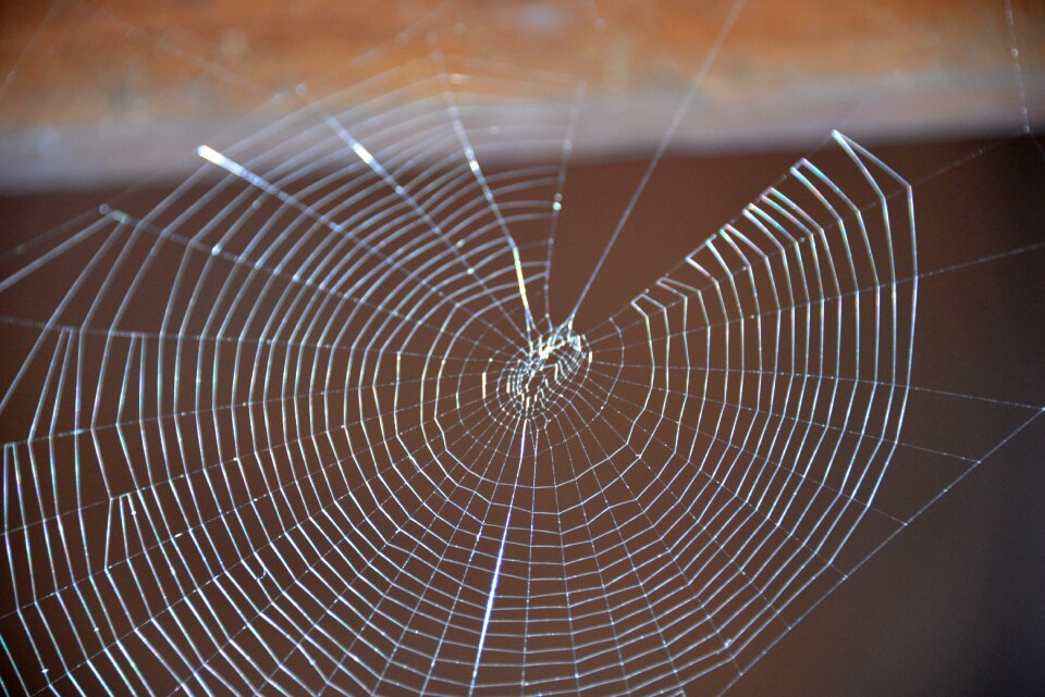 Spider web nature