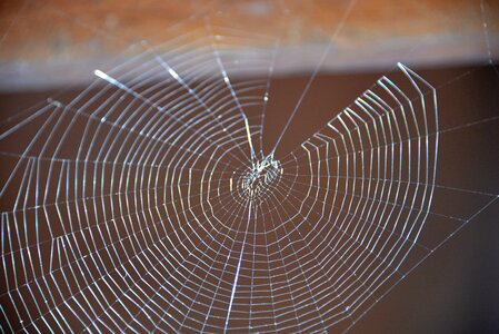 Spider web nature