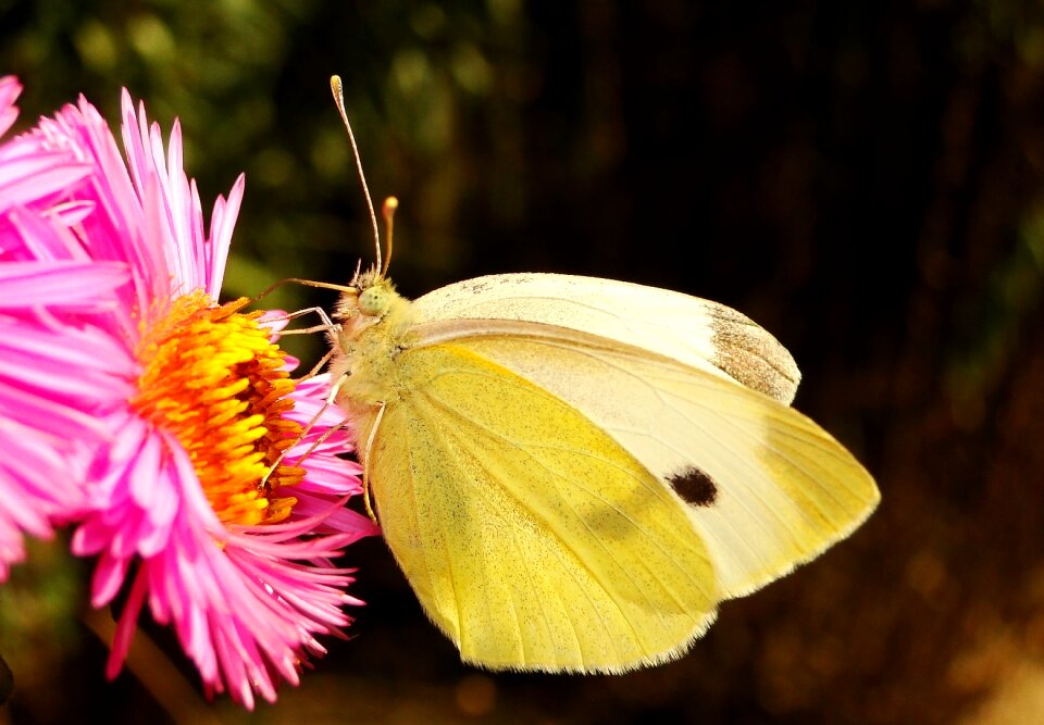 Butterfly day at the court of animals