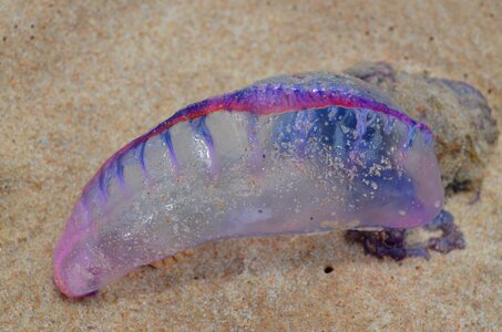 Mar invertebrate jellyfish