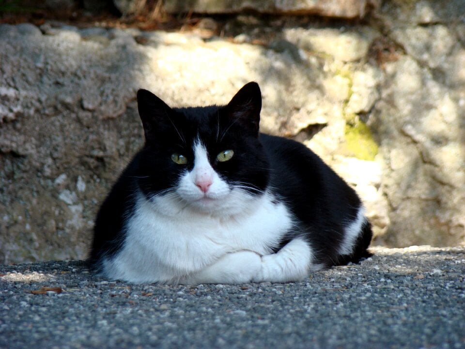 Cat cute portrait