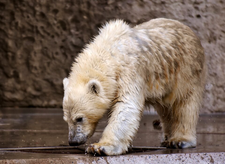 Beautiful dangerous animal world
