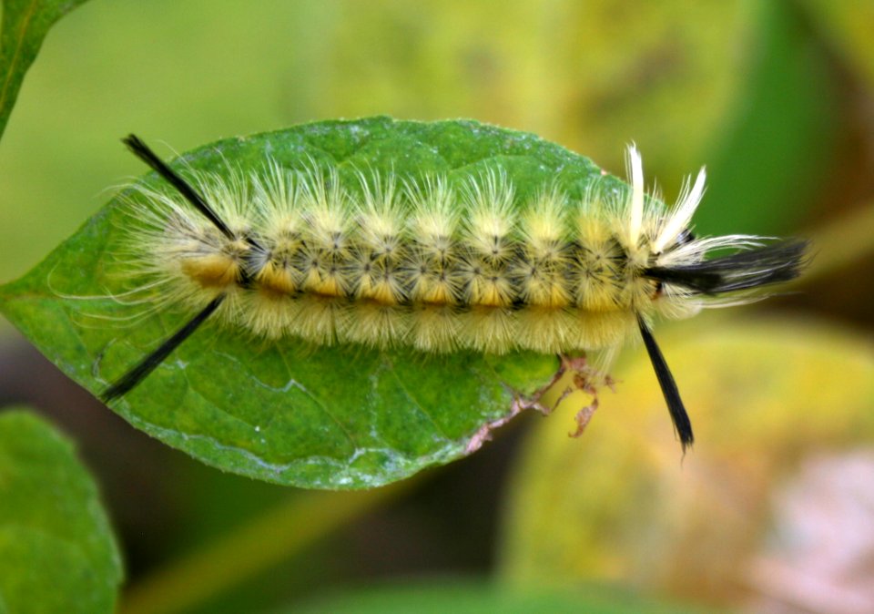Caterpillar 3 (2955168348)