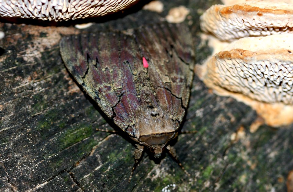 Catocala (kah-TOCK-uh-lah) species (3867923319)