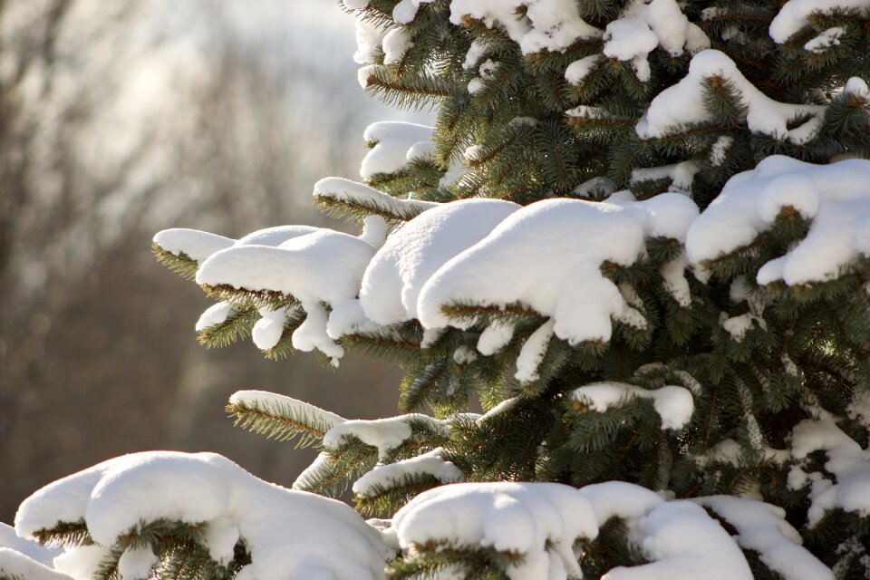 Nature tree outdoors