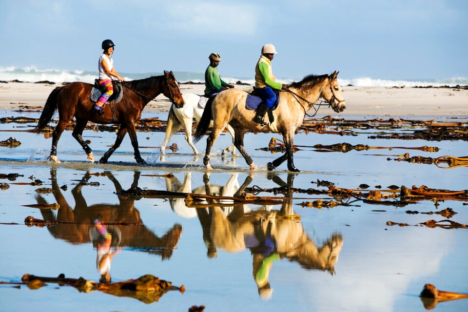 Horses horseriding horseback