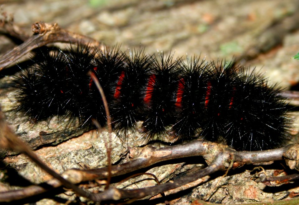 Caterpillar 2 (2955041698)