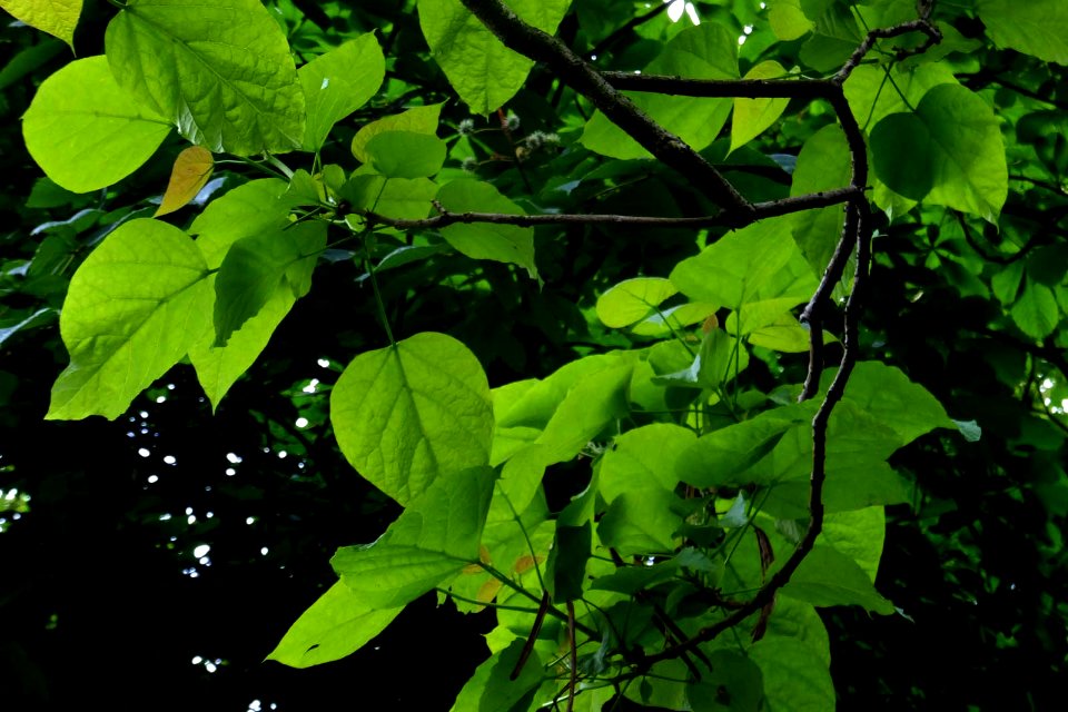 Catalpa bignonioides (14465283192)