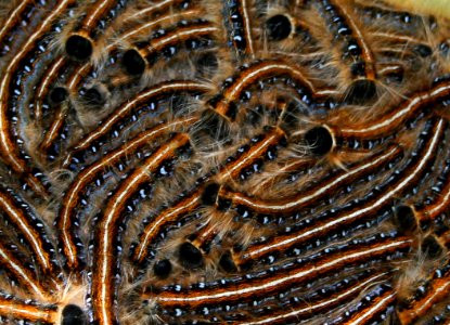 Caterpillar spaghetti (710866822)