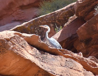 Cautious Great Blue Heron (35508329472)