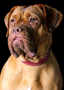 Dog pet cute