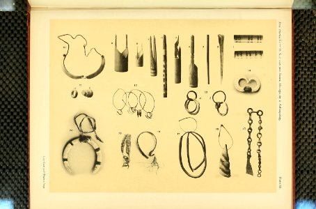 Nova Guinea - Vol 3 - Plate 12