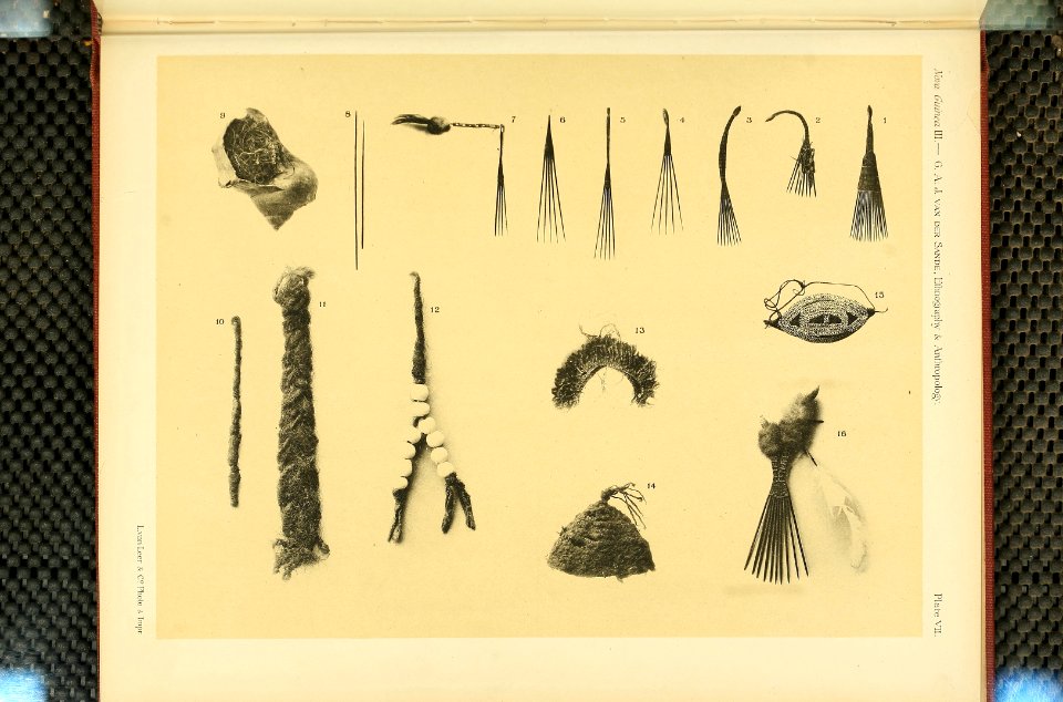 Nova Guinea - Vol 3 - Plate 07