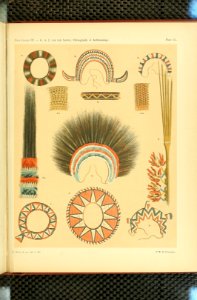 Nova Guinea - Vol 3 - Plate 09