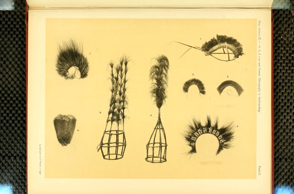 Nova Guinea - Vol 3 - Plate 10