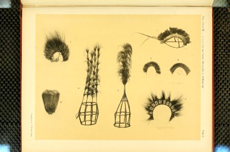 Nova Guinea - Vol 3 - Plate 10