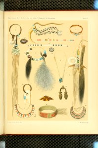 Nova Guinea - Vol 3 - Plate 11
