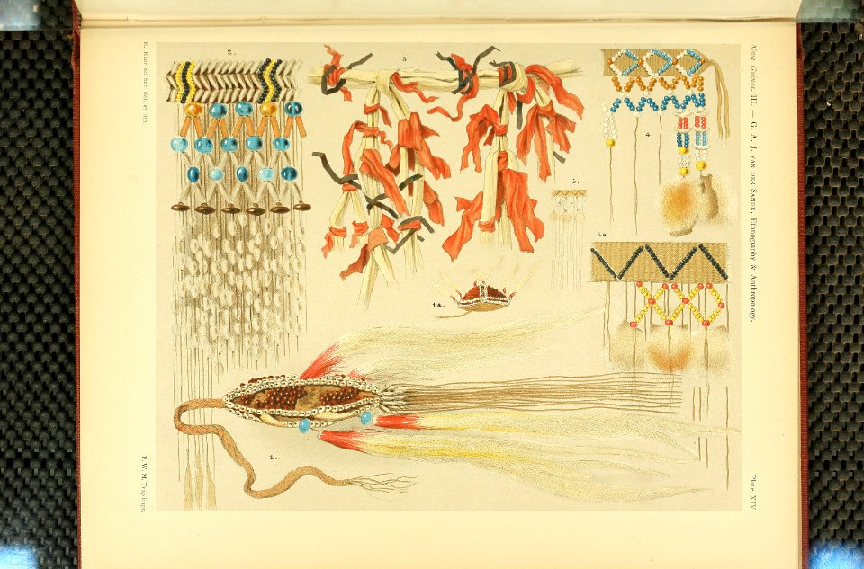 Nova Guinea - Vol 3 - Plate 14