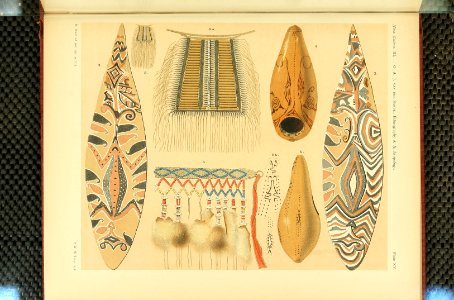 Nova Guinea - Vol 3 - Plate 15