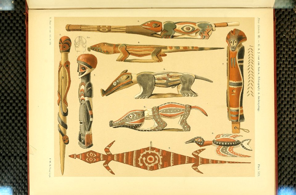 Nova Guinea - Vol 3 - Plate 19