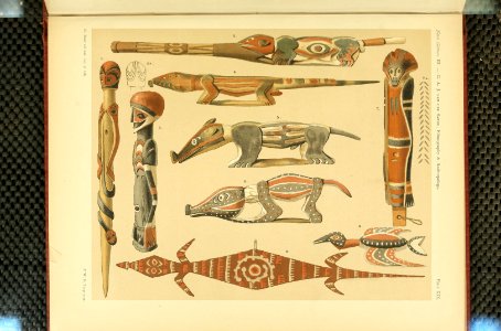 Nova Guinea - Vol 3 - Plate 19