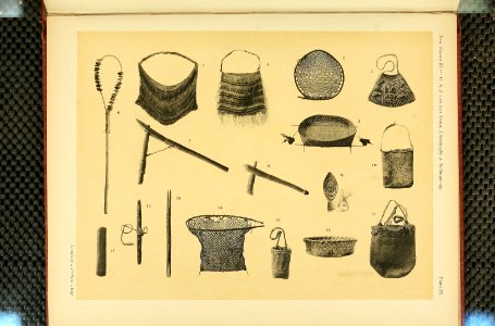 Nova Guinea - Vol 3 - Plate 20