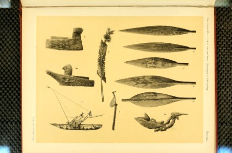 Nova Guinea - Vol 3 - Plate 22