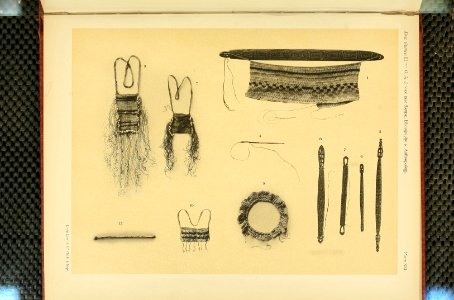 Nova Guinea - Vol 3 - Plate 21