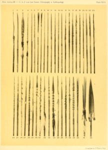 Nova Guinea - Vol 3 - Plate 27 (cropped)