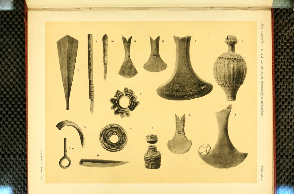Nova Guinea - Vol 3 - Plate 24