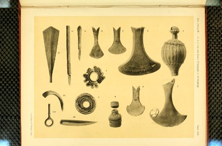 Nova Guinea - Vol 3 - Plate 24