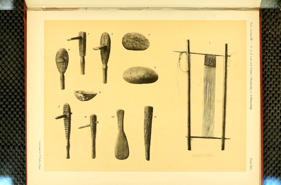 Nova Guinea - Vol 3 - Plate 25