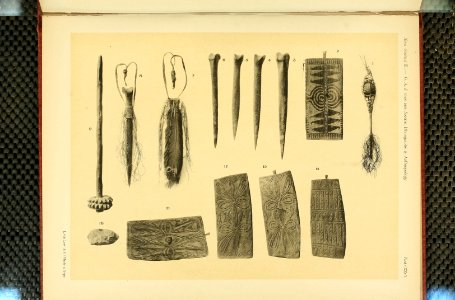 Nova Guinea - Vol 3 - Plate 26