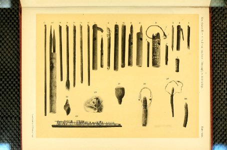 Nova Guinea - Vol 3 - Plate 29