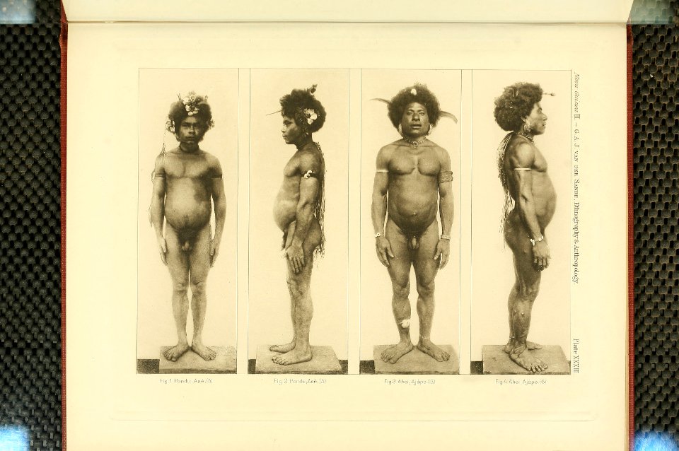Nova Guinea - Vol 3 - Plate 33