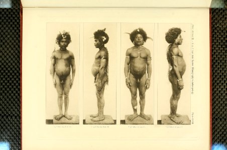 Nova Guinea - Vol 3 - Plate 33