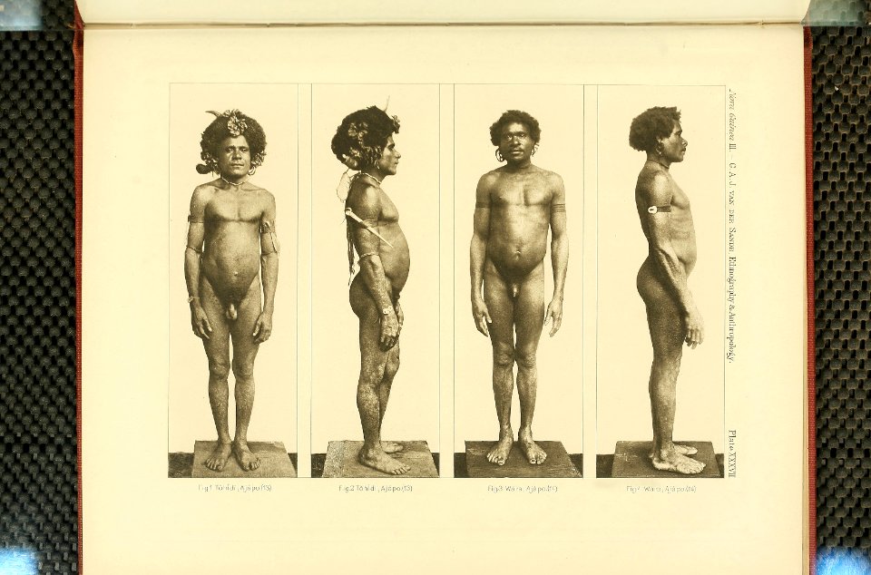 Nova Guinea - Vol 3 - Plate 37