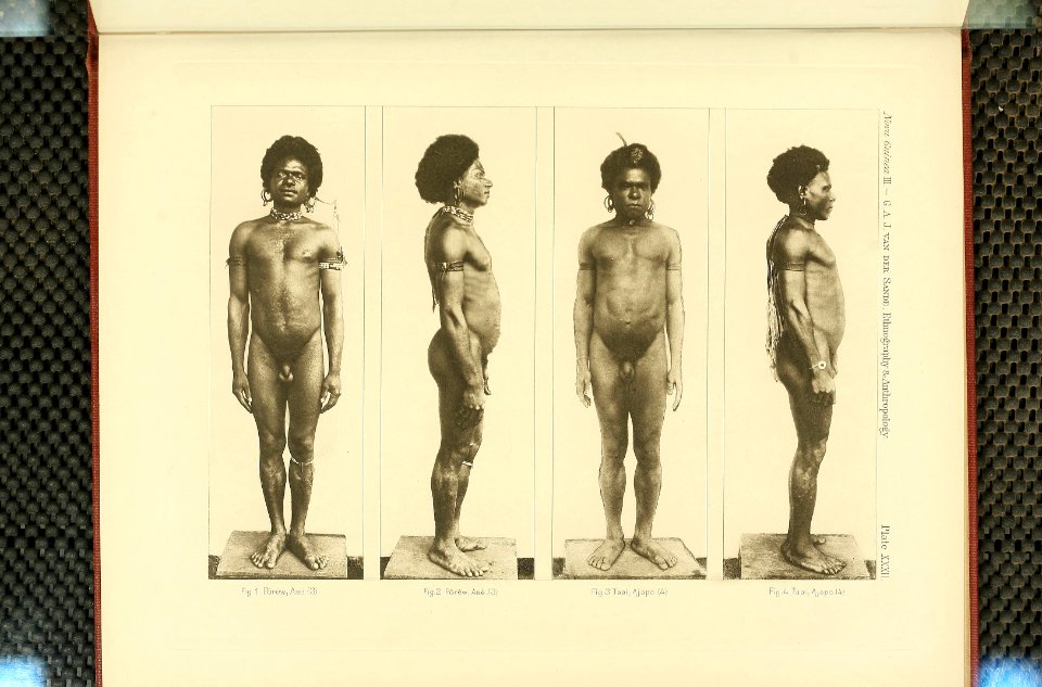 Nova Guinea - Vol 3 - Plate 32
