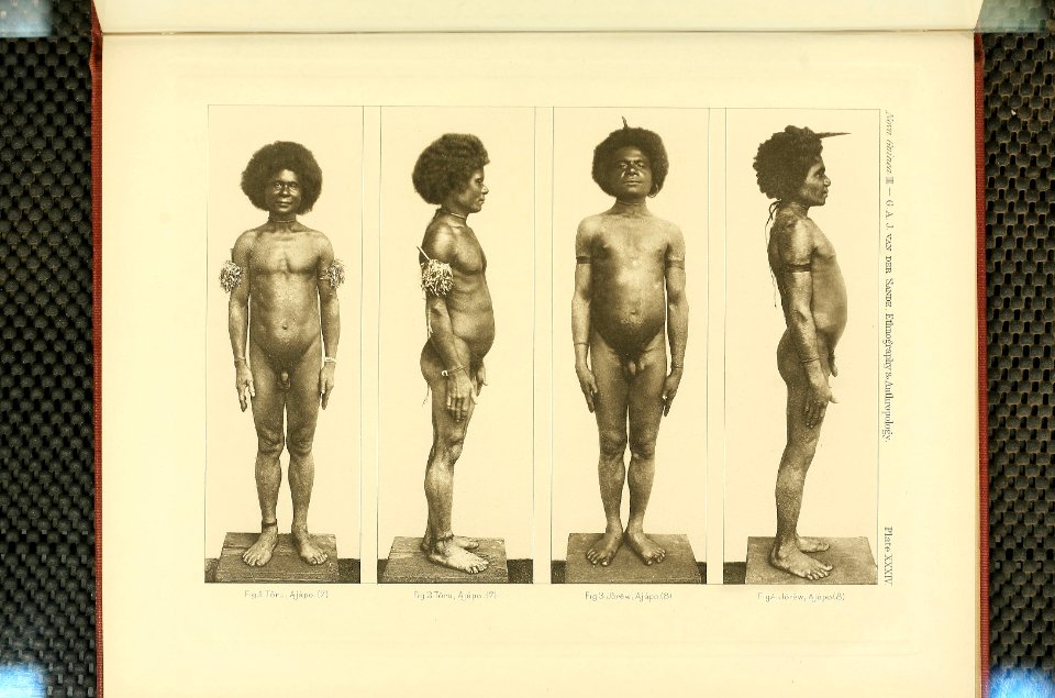 Nova Guinea - Vol 3 - Plate 34