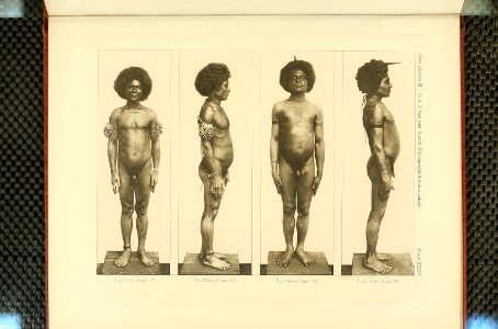 Nova Guinea - Vol 3 - Plate 34
