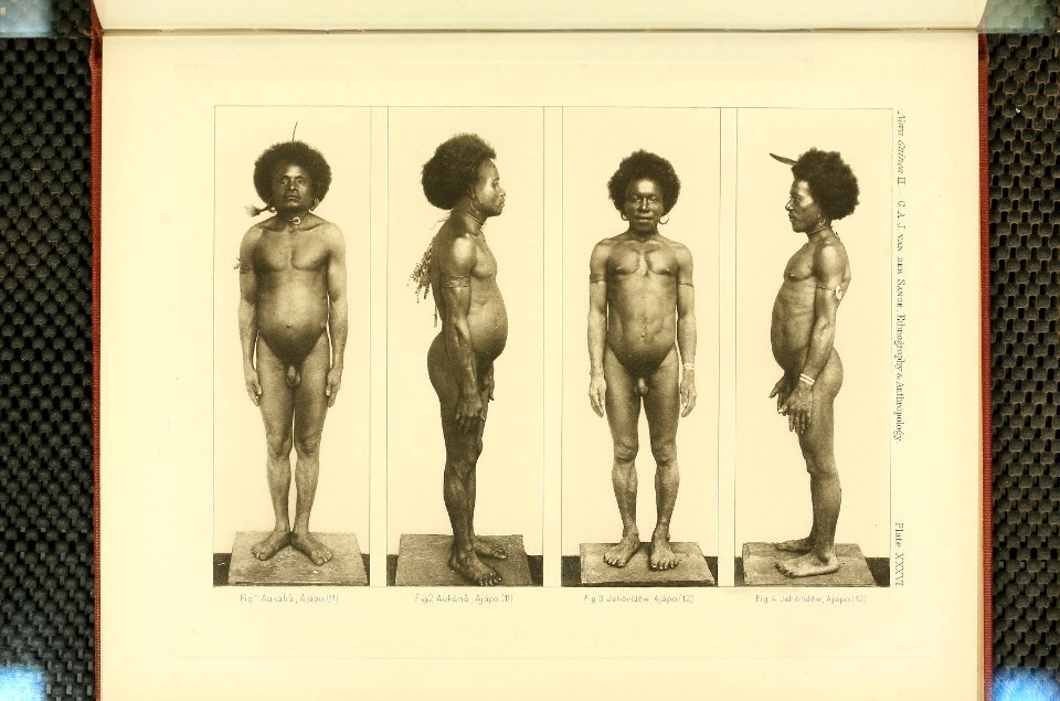 Nova Guinea - Vol 3 - Plate 36