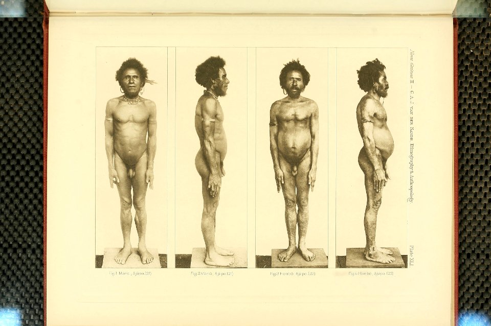 Nova Guinea - Vol 3 - Plate 41