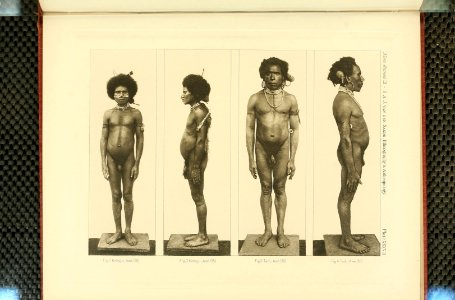 Nova Guinea - Vol 3 - Plate 38
