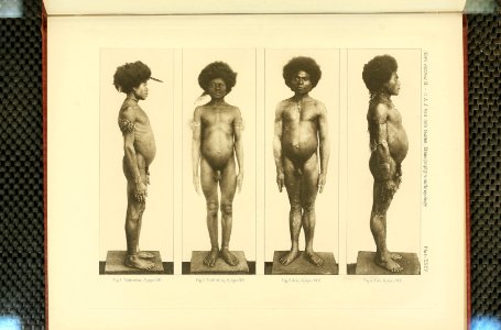 Nova Guinea - Vol 3 - Plate 35