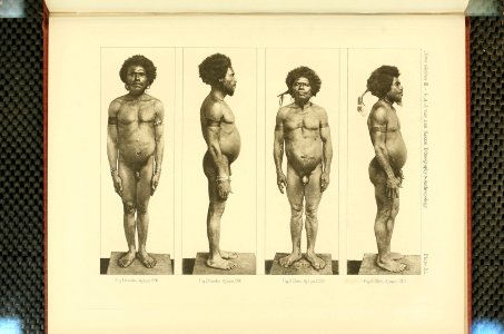 Nova Guinea - Vol 3 - Plate 40