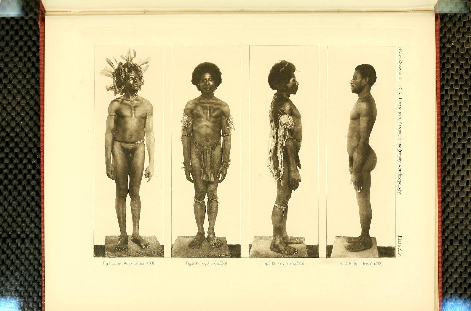 Nova Guinea - Vol 3 - Plate 45