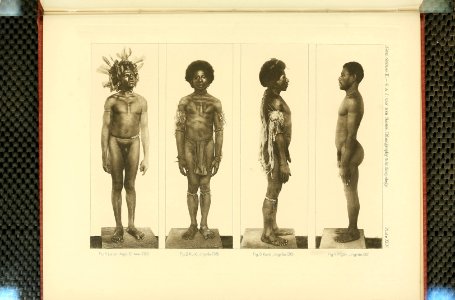 Nova Guinea - Vol 3 - Plate 45