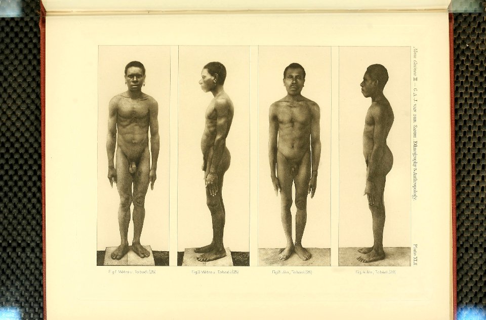 Nova Guinea - Vol 3 - Plate 42