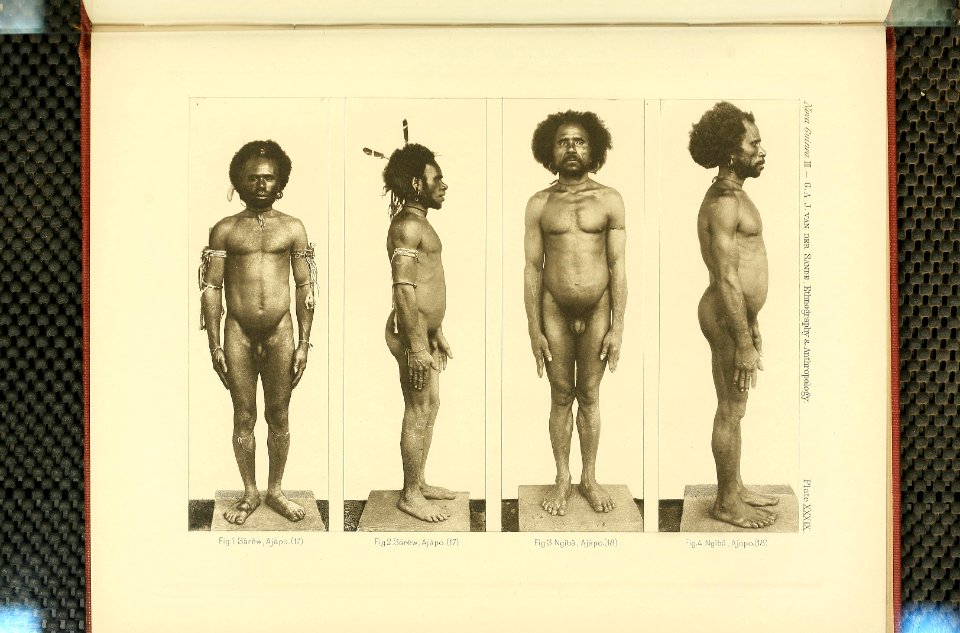 Nova Guinea - Vol 3 - Plate 39